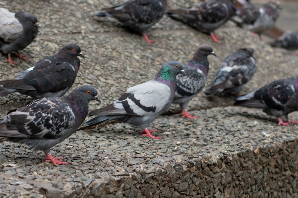 Muchas palomas muertas